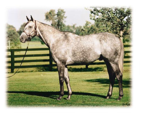 new_american_wamrbllod_stallion.jpg